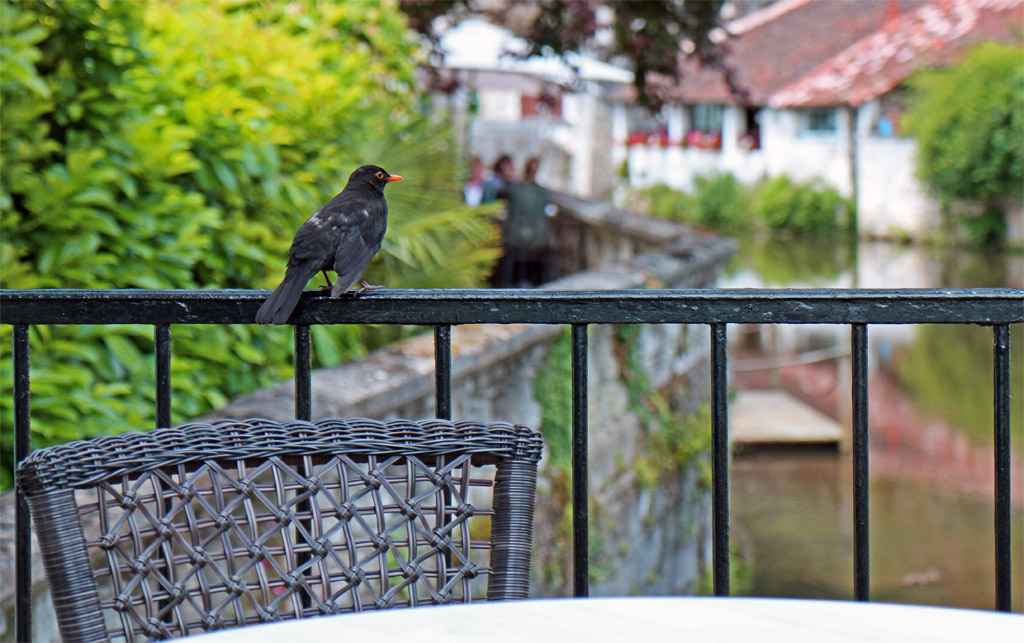 Les oiseaux curieux