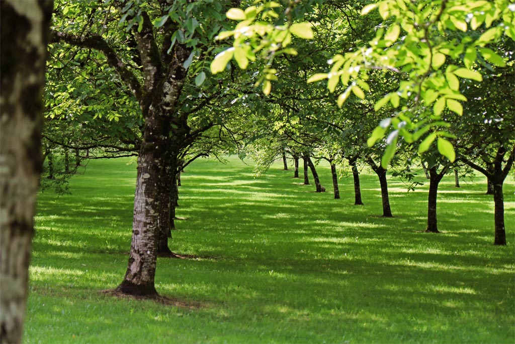Les noyers sont les premiers à perdre leurs feuilles et les derniers à les avoir