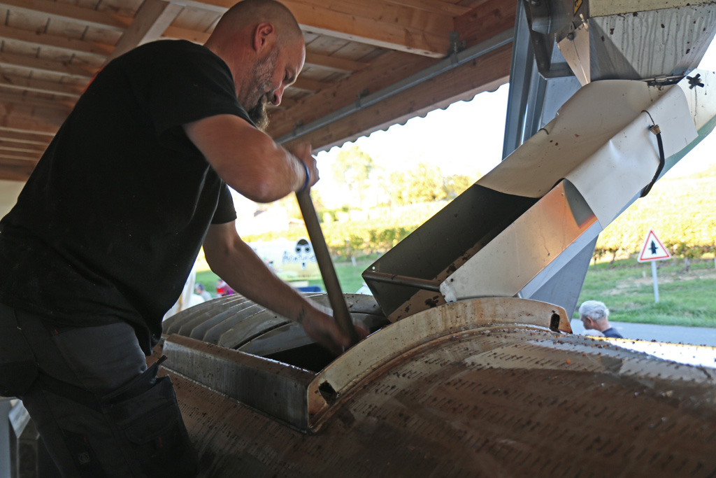 The harvest falls into the press, the grains must be distributed for uniform pressing.