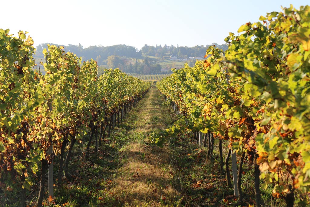 The sunny climate of the Indian summer in Périgord