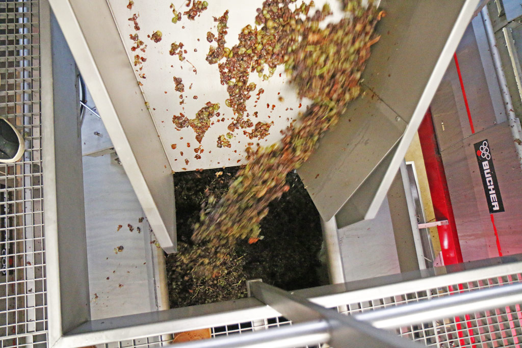 The grapes are sent to a press and then directed to the vat.