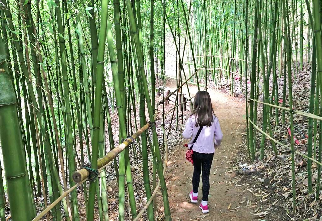 bamboo path