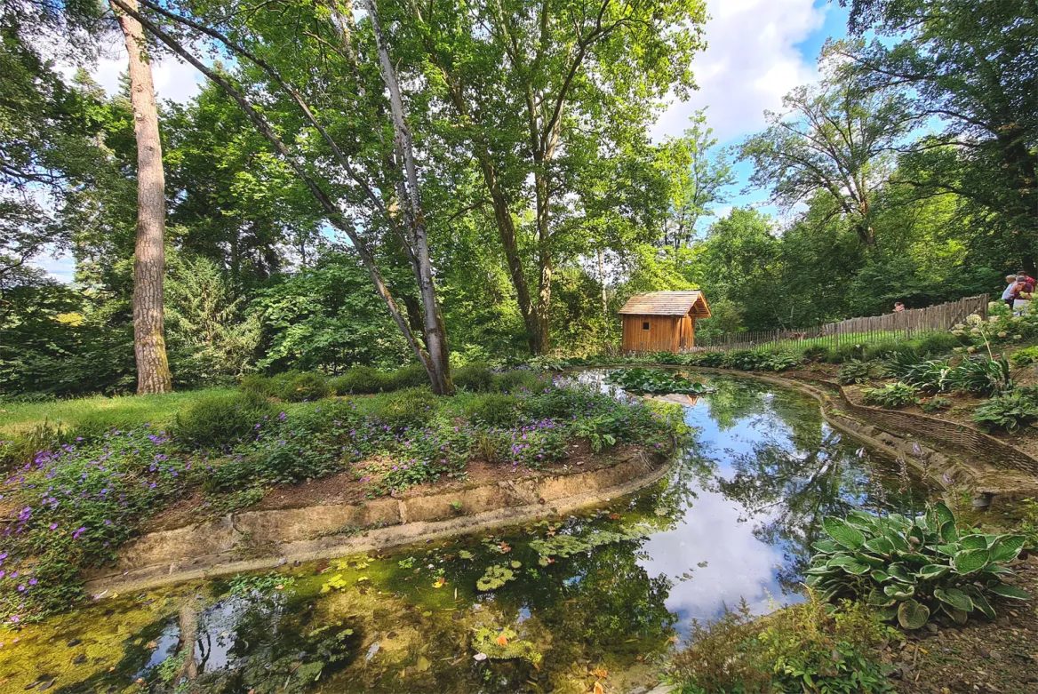 Pond and goats