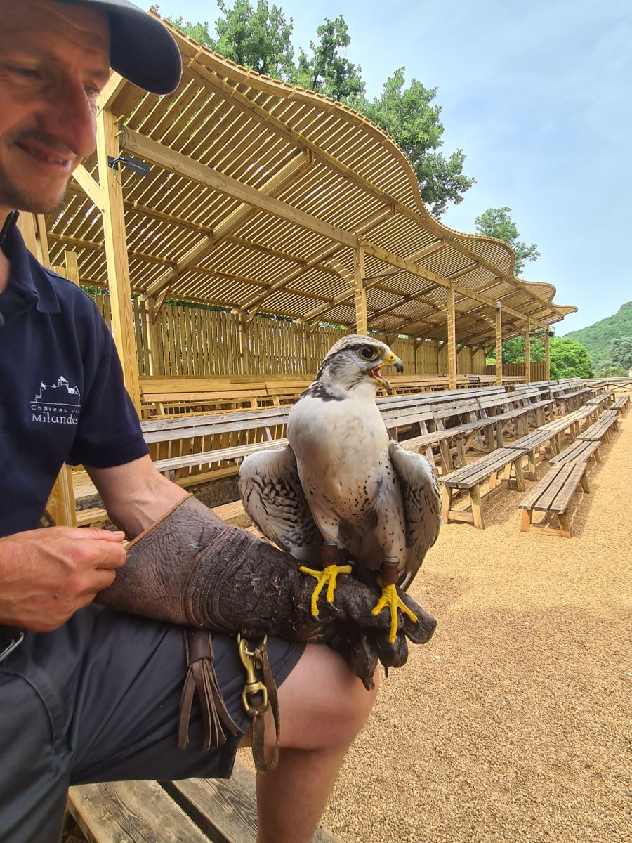 Bird of prey show