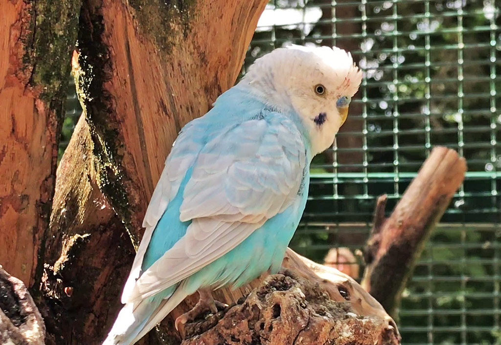 aviary le chateau des milandes