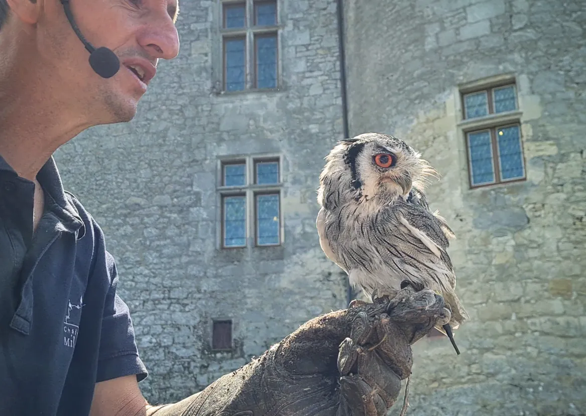 Birds of prey show