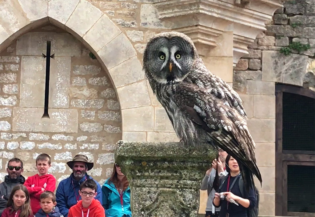 nice bird of prey show
