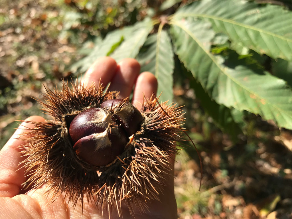 Une châtaigne sauvage