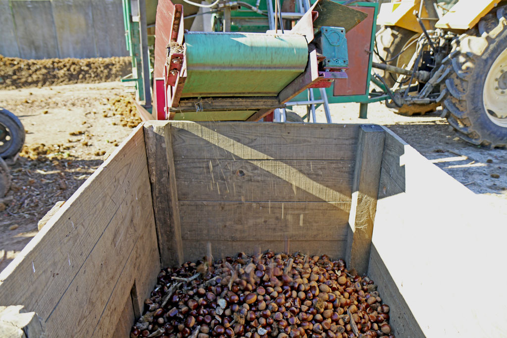les marrons triés