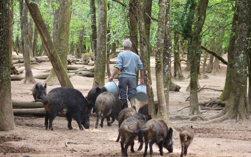 Sangliers de Montemart