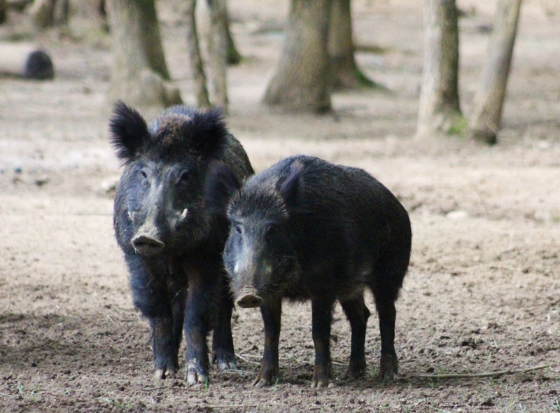Sangliers de Montemart