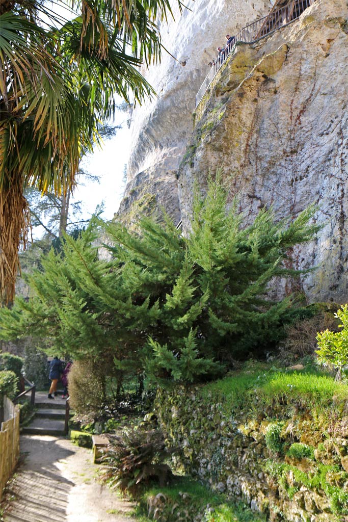 vegetation large rock