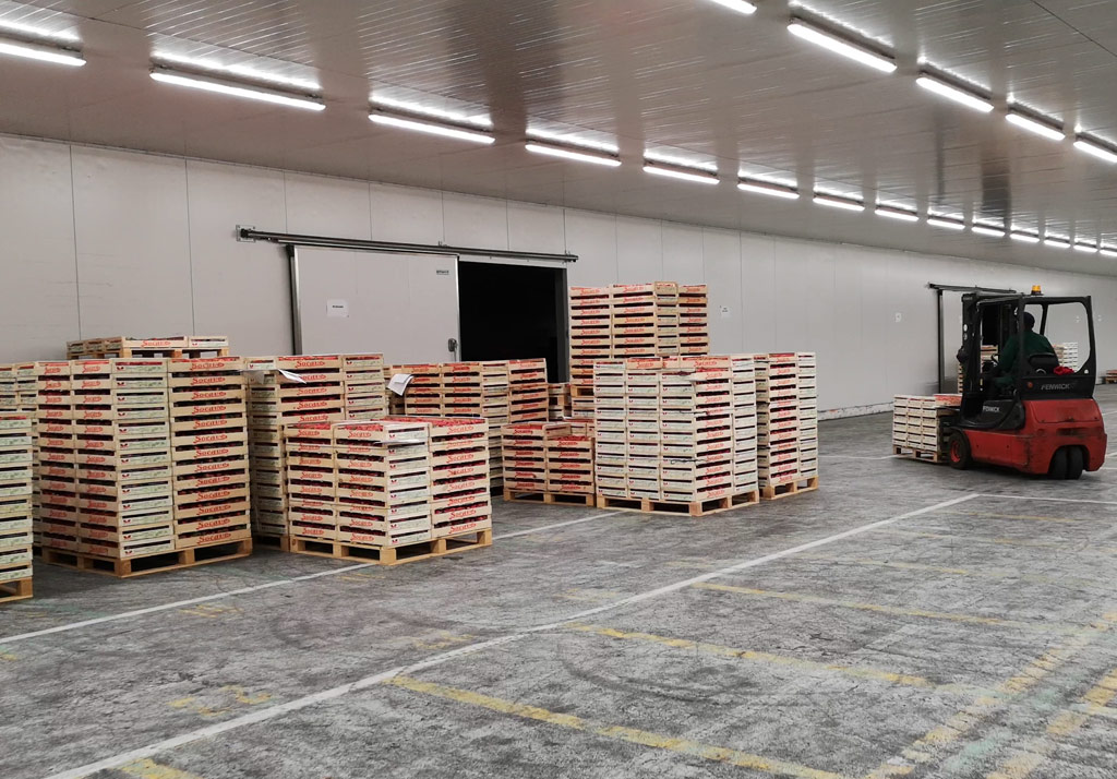 Stockage des fraises