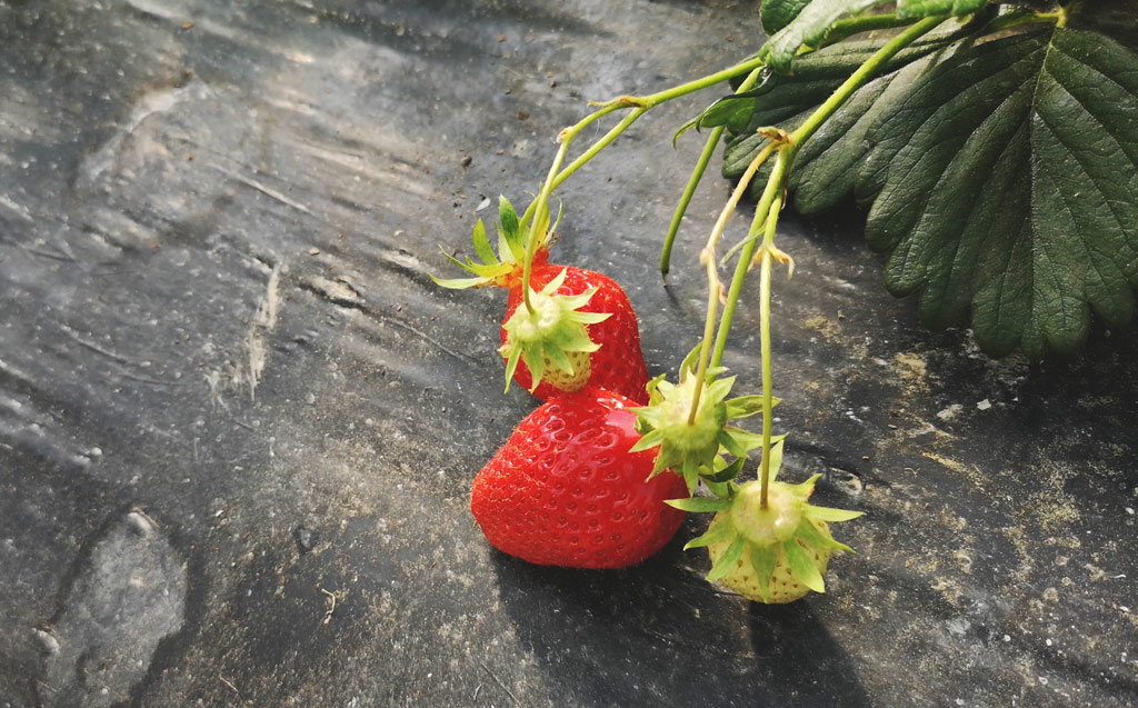 Fraises du Périgord