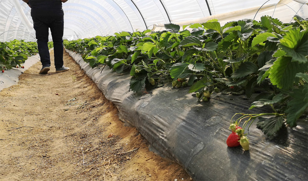Fraises serres