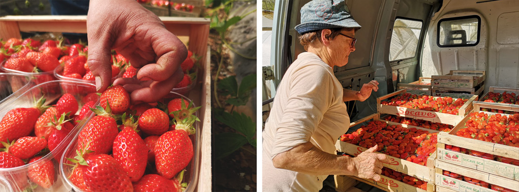 Fraises