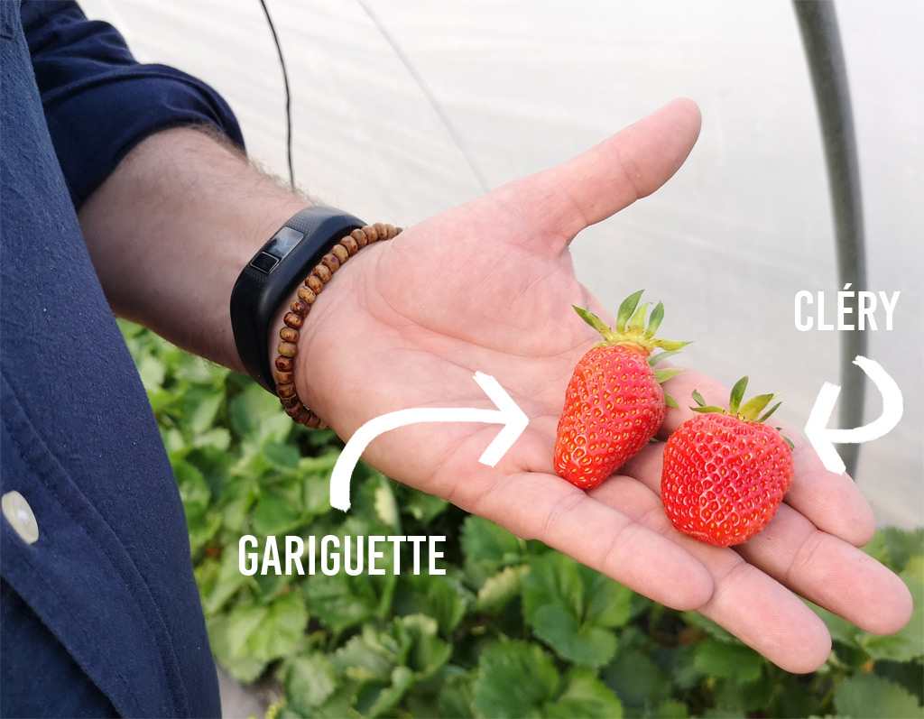Gariguette VS Cléry