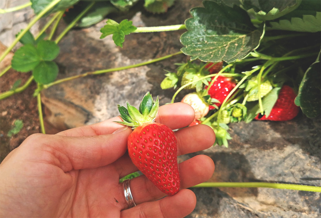 Fraise