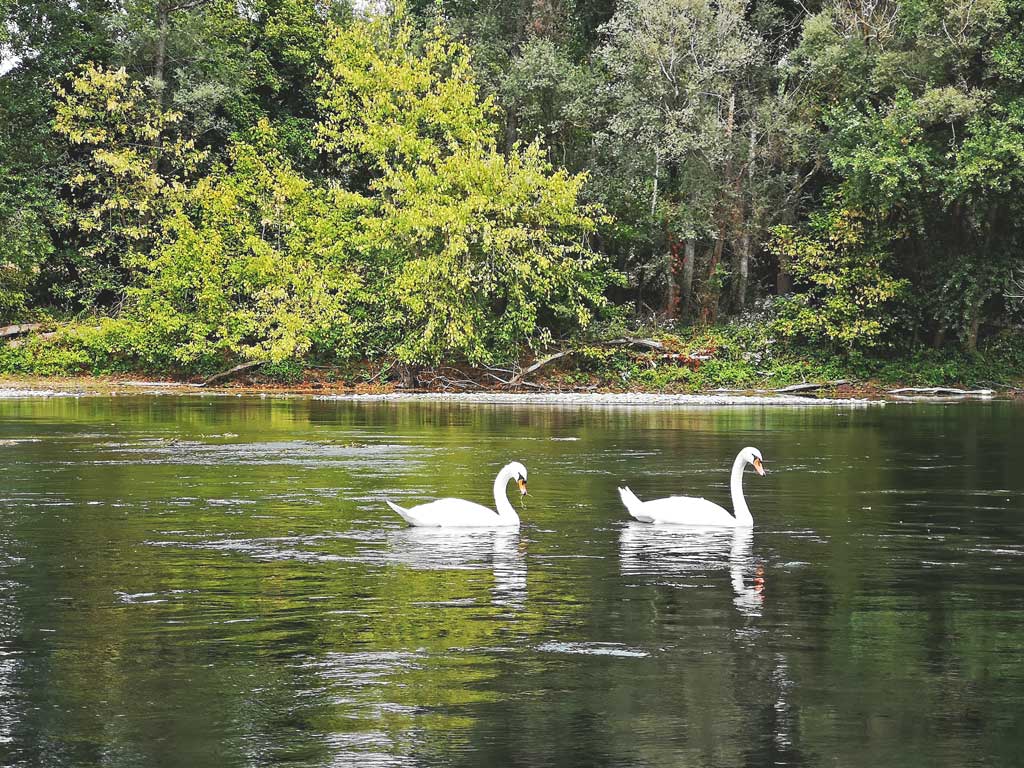Swan