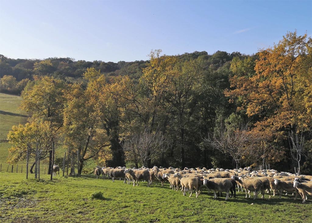The Picadies in Périgord