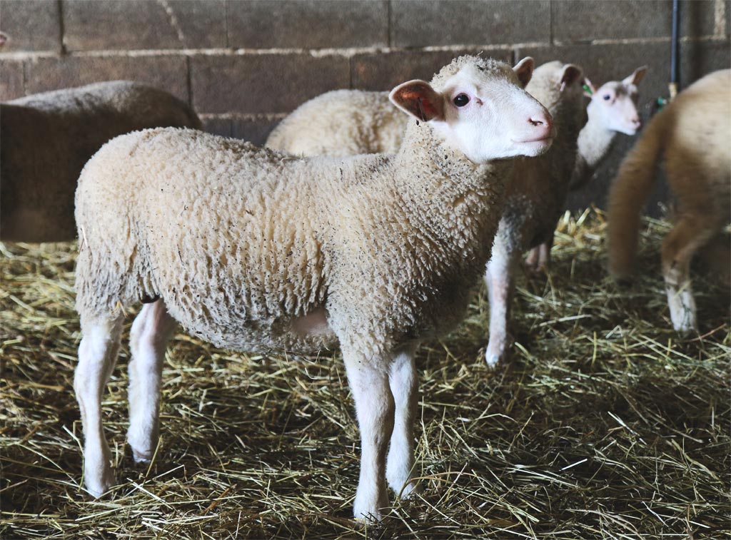 Perigord lamb
