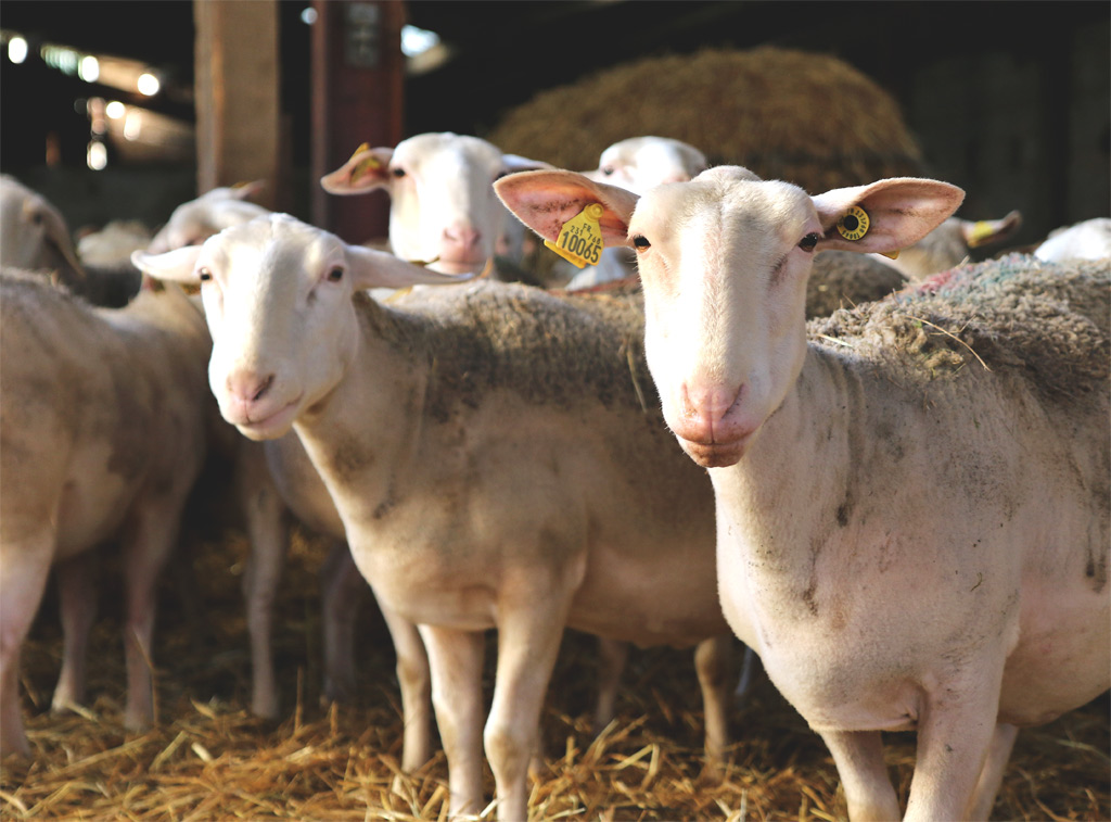 Ewes from Périgord