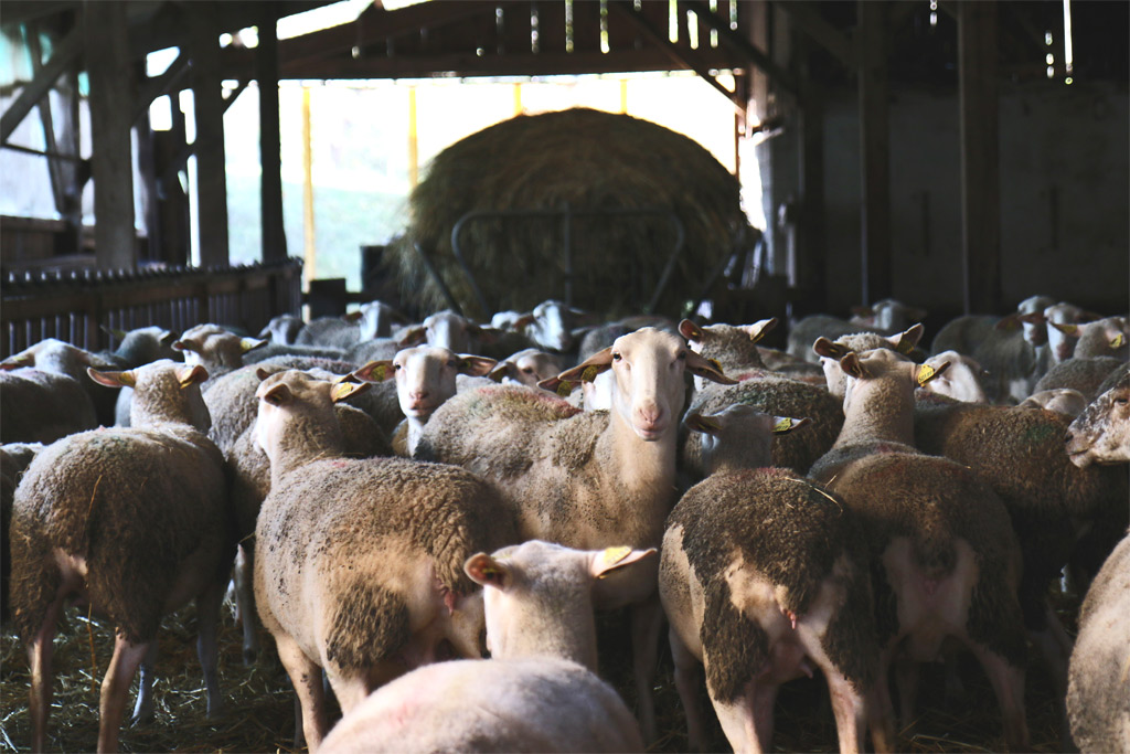 Ewes from Périgord