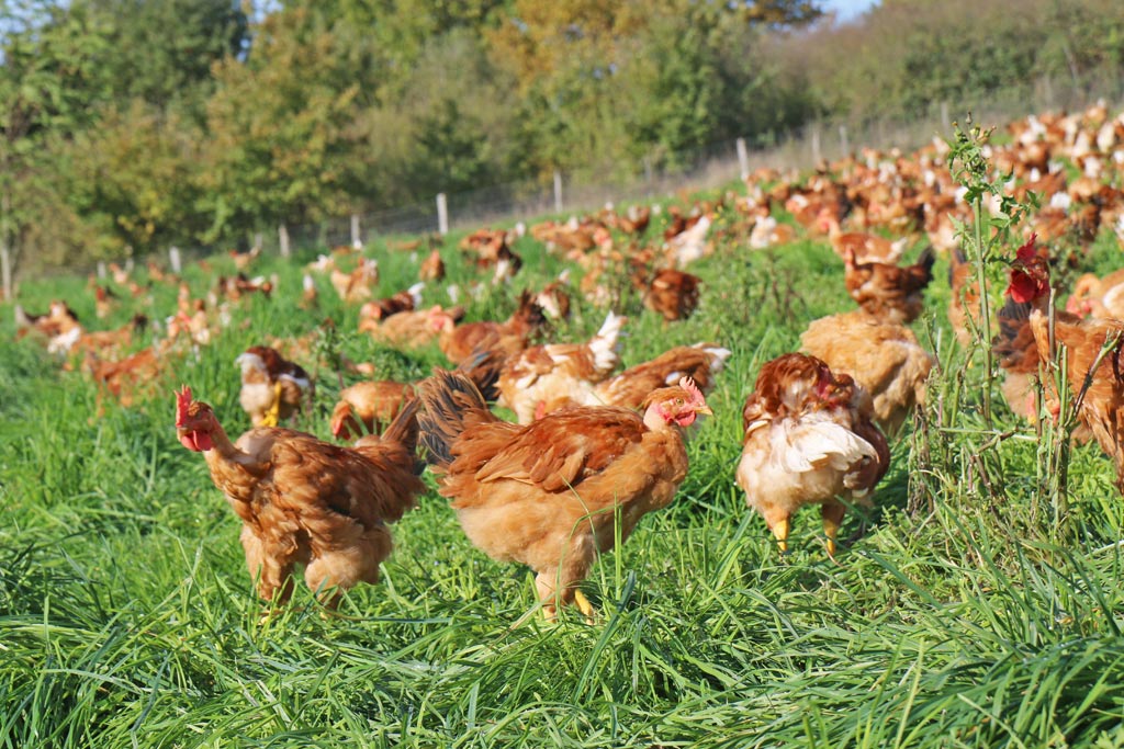 Poulet du Périgord