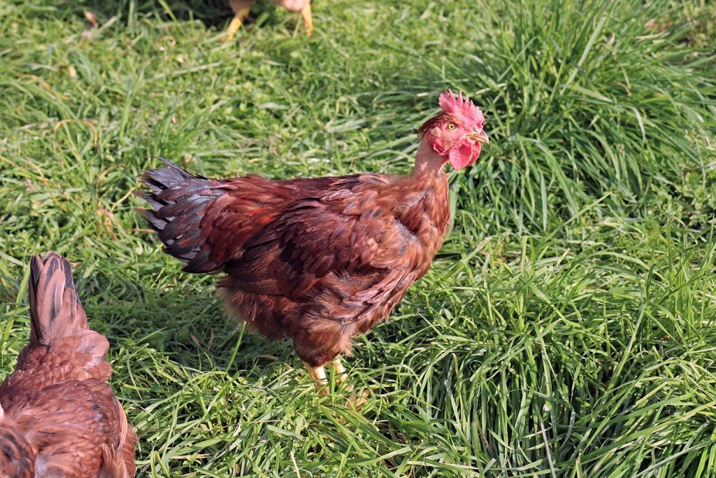 Poulet du Périgord