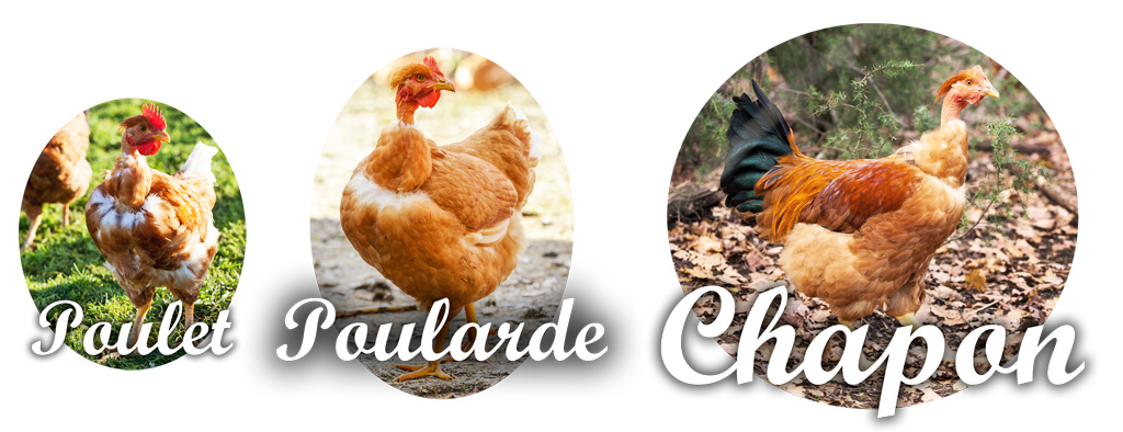 Différence poulet poularde chapon