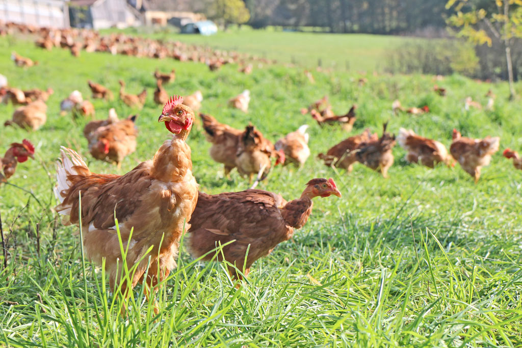 Poulet du Périgord