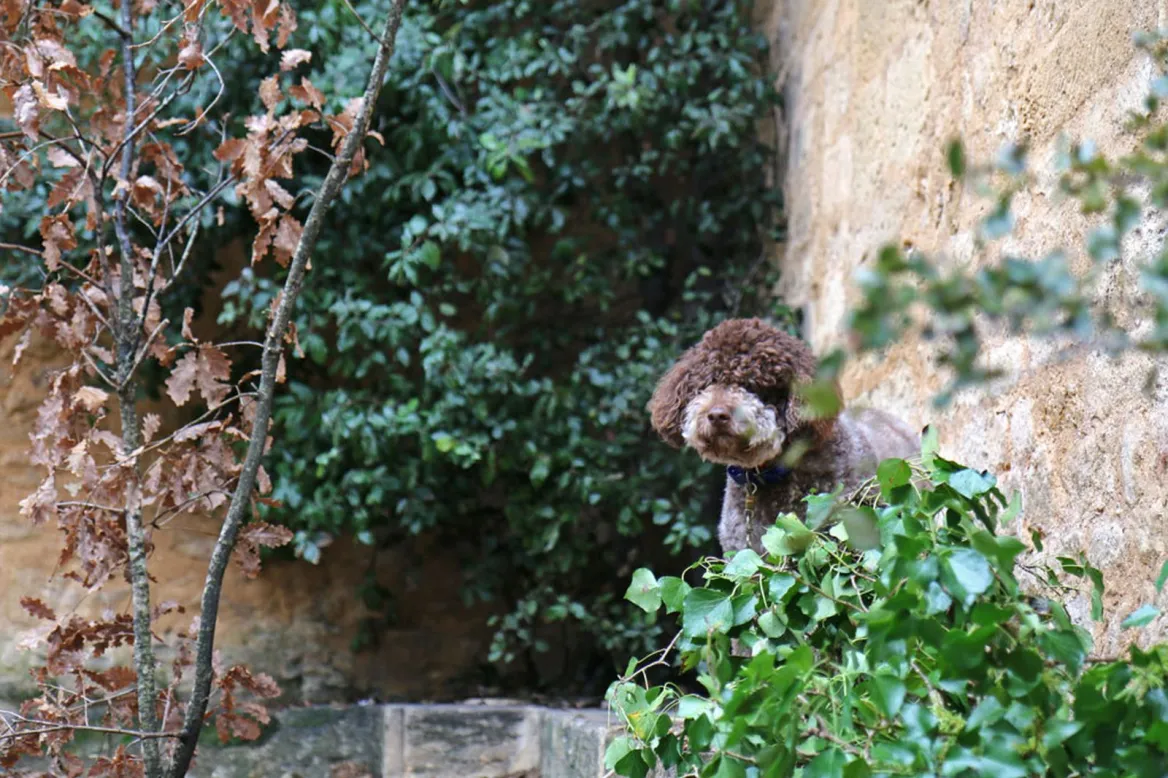 dog truffle