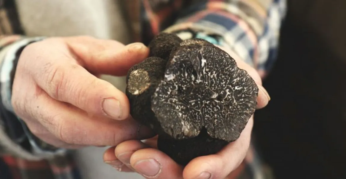 truffle