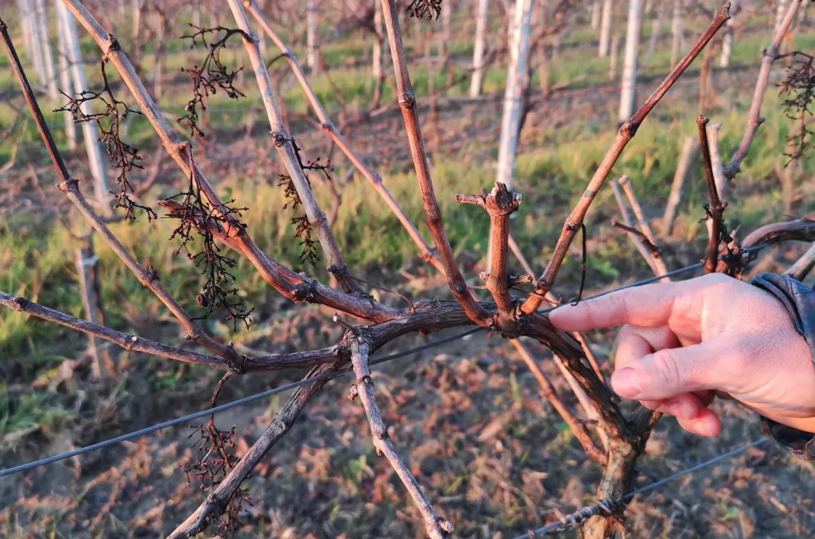 Grape varieties Resistant to Château les Grinous