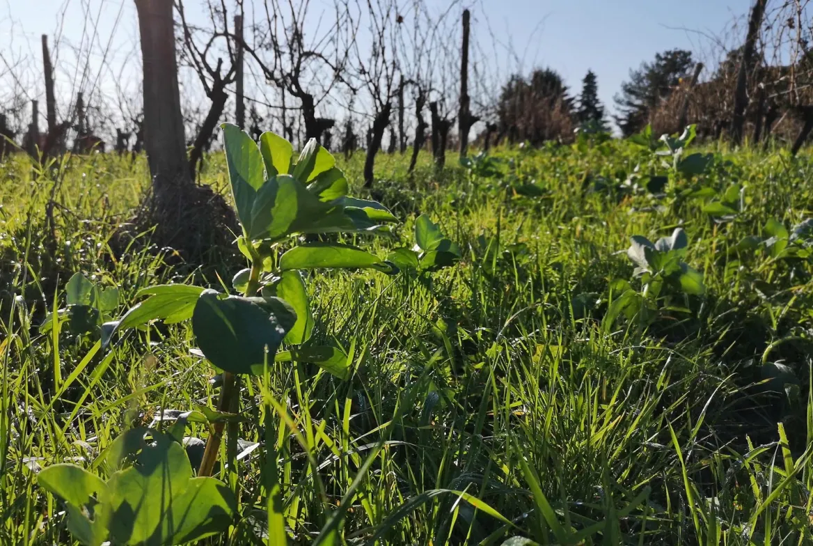 Green manures at Château le Payral