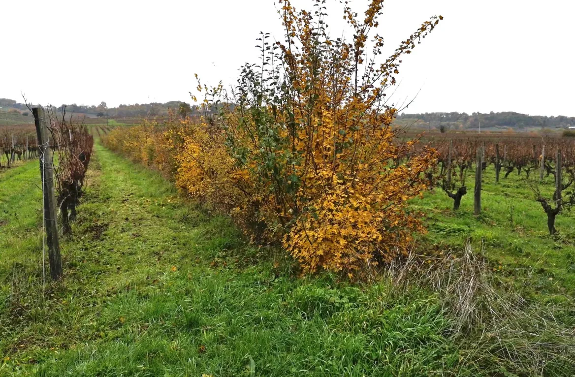 Hedges in the Domaine de la Brie