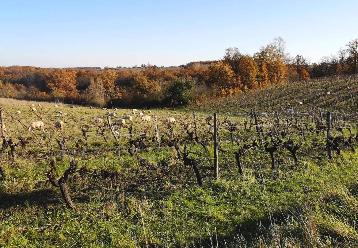Sheep and chickens in the vineyards of Bergerac Duras