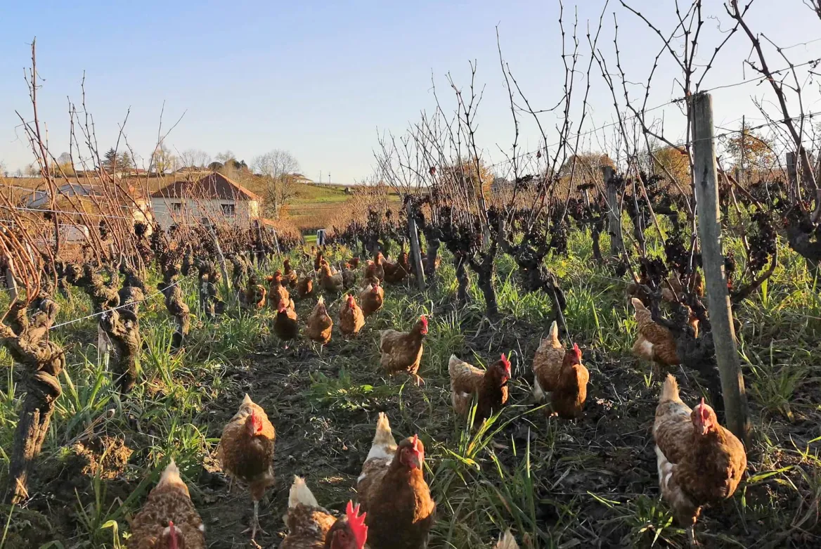 Sheep and chickens in the vineyards of Bergerac Duras