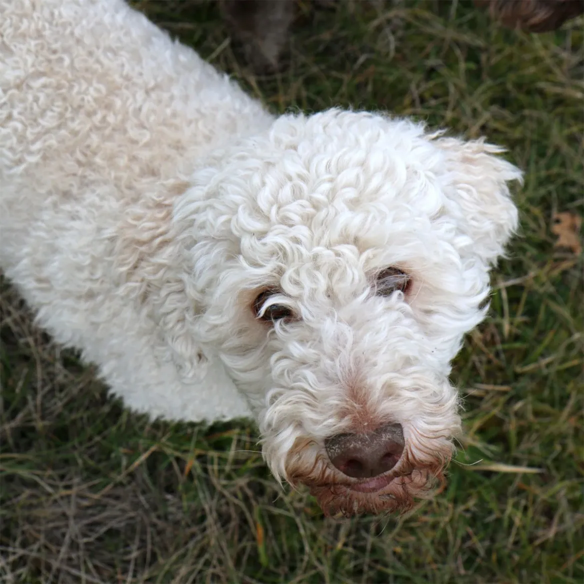 Truffle Dog