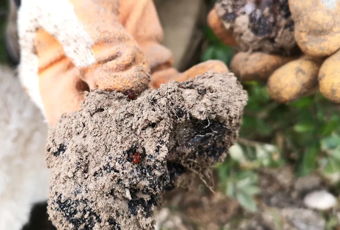 Liodes truffles