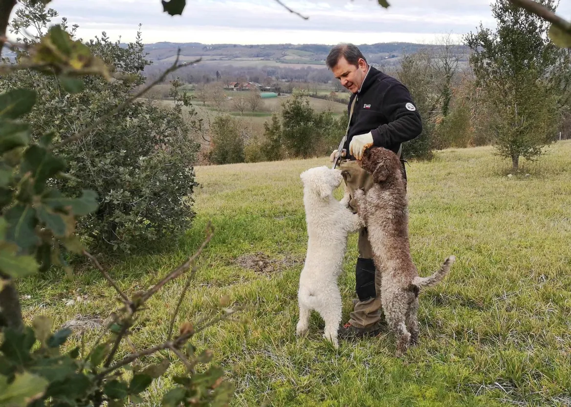 Truffle dog
