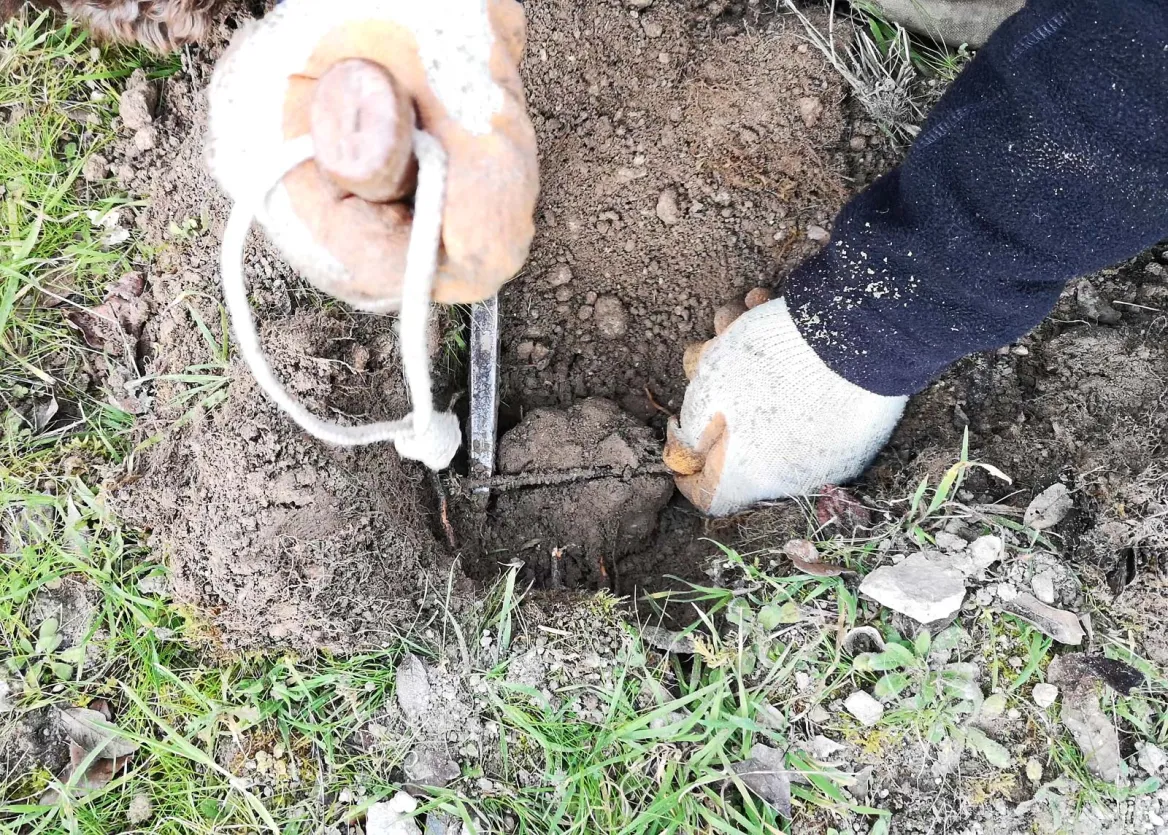 Search for truffles