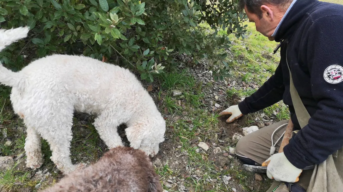 Search for truffles