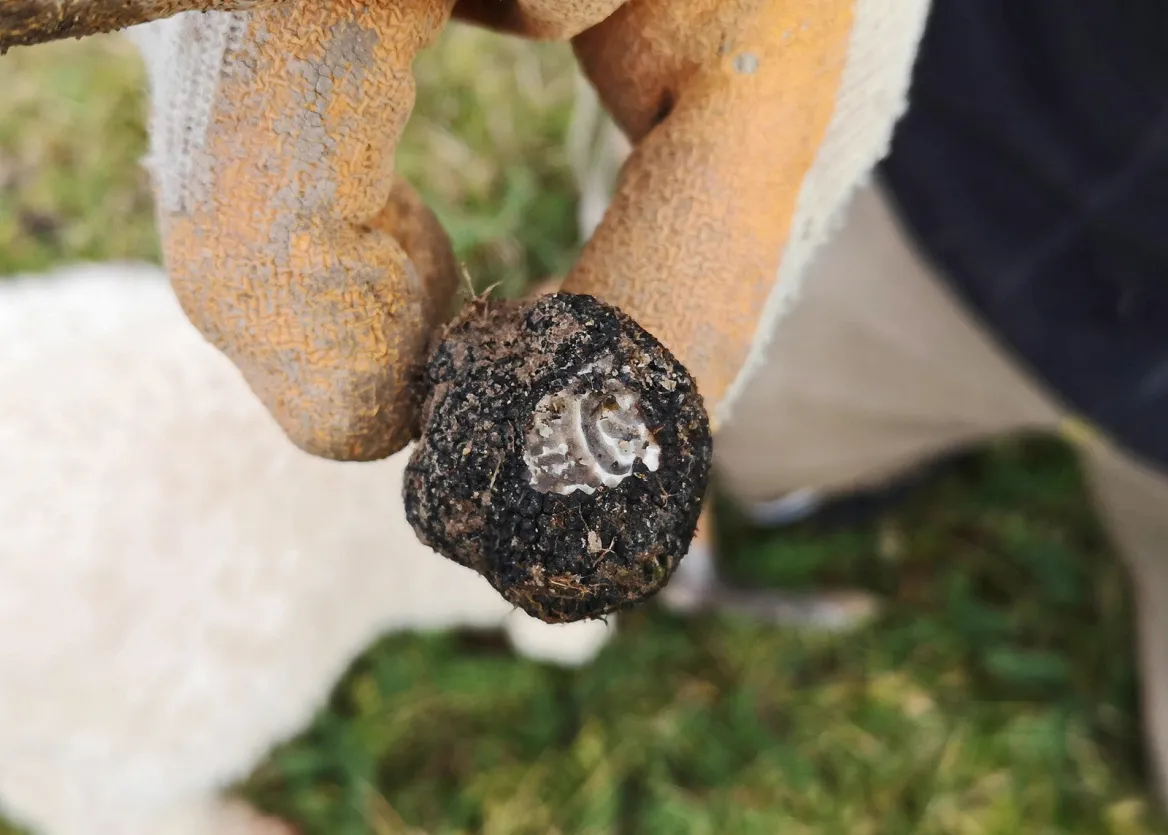 Brumale Truffle