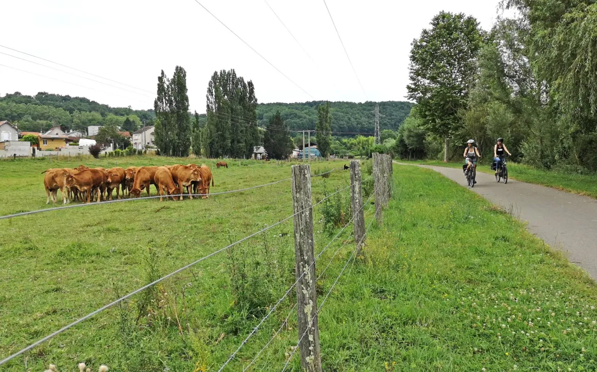 Cows in Périgueux