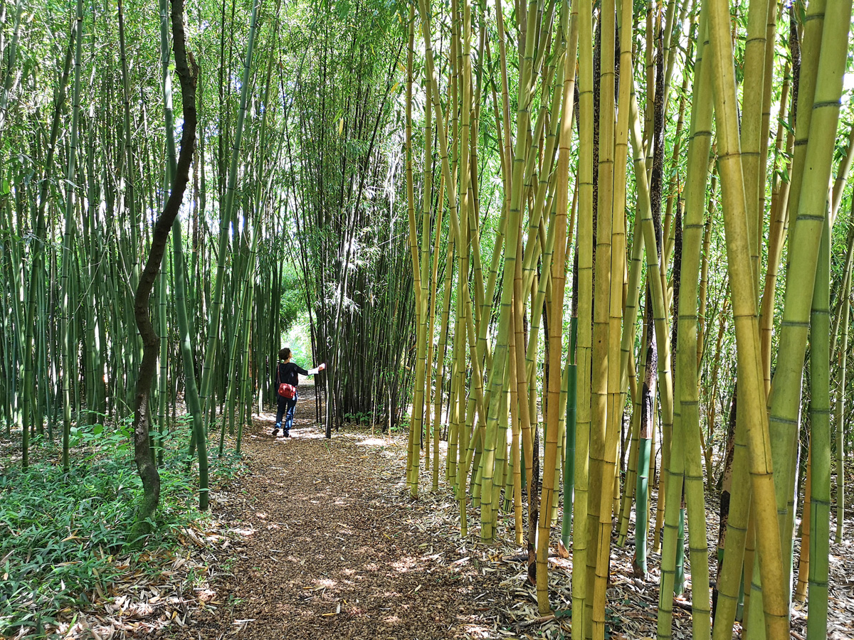 Les bambous de Planbuisson