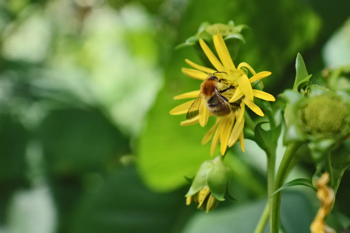 Biodiversity