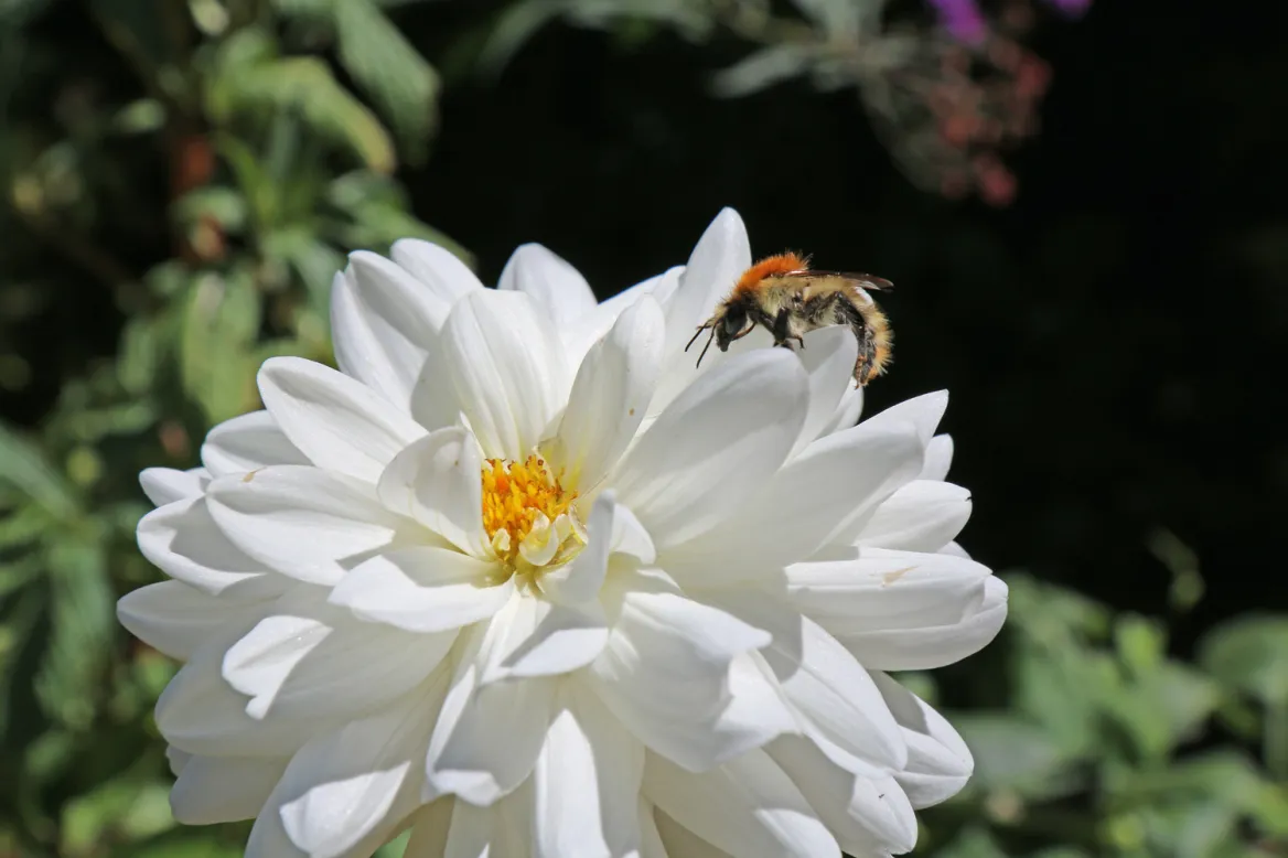 white dahlia