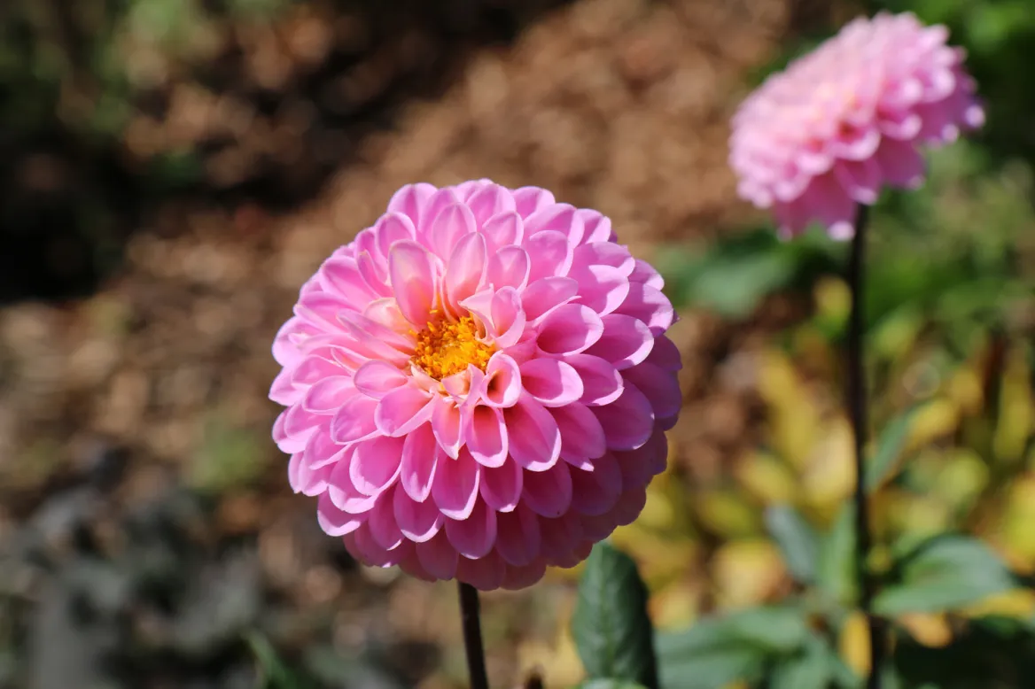 dahlia