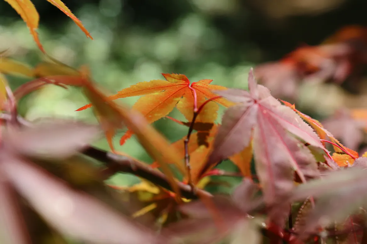 japan maple